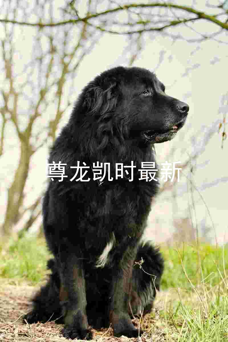 尊龙凯时最新