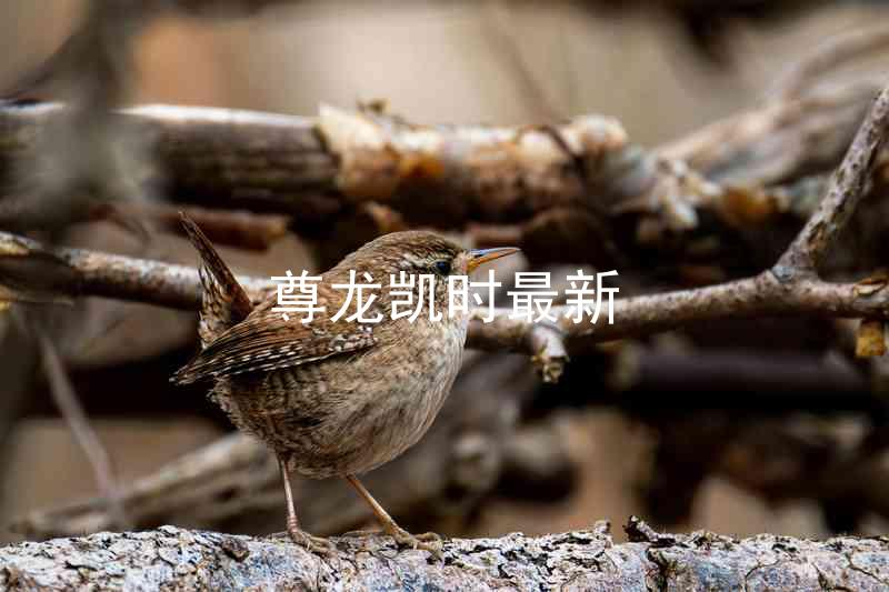 尊龙凯时最新